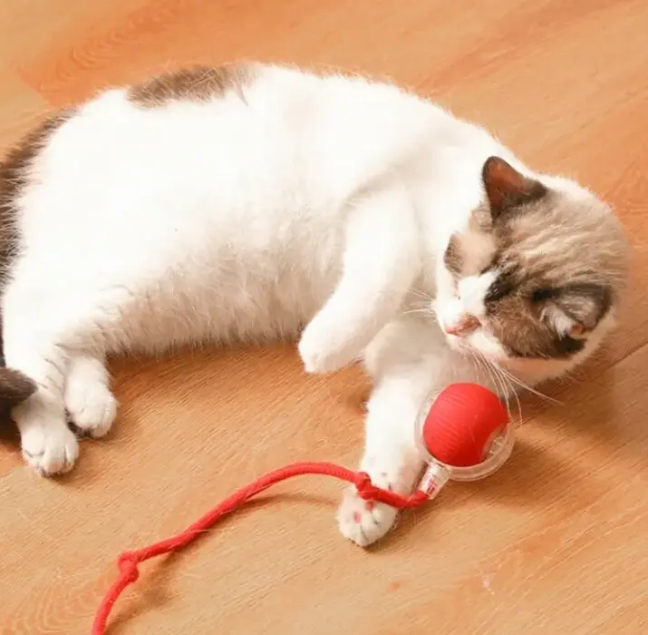 IMG_20250510_091943.webp